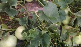 甜瓜概念爆料视频